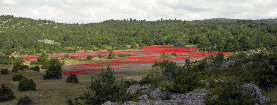 Champs de coquelicots