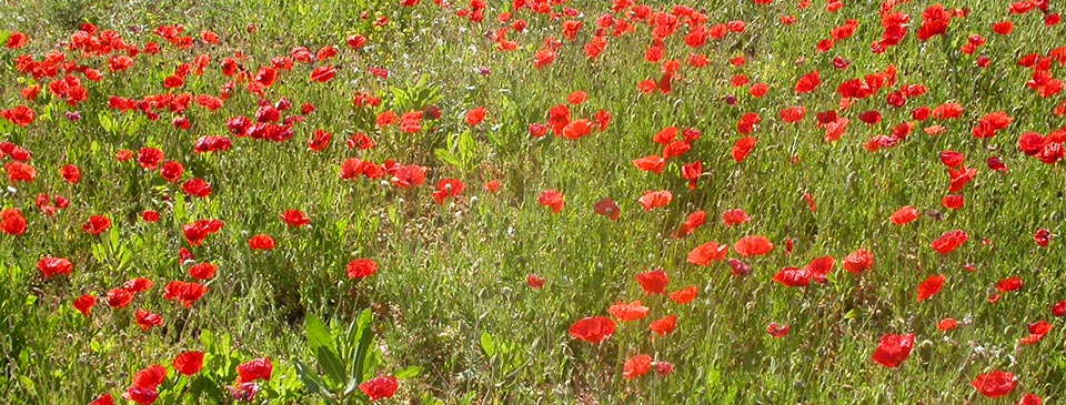 Champs de coquelicots